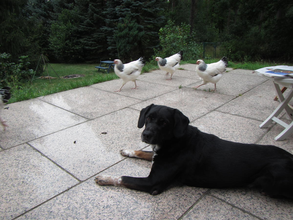 I will not eat the chickens, I will not eat the chickens, I will not eat the chickens, I will not eat the chickens…​.