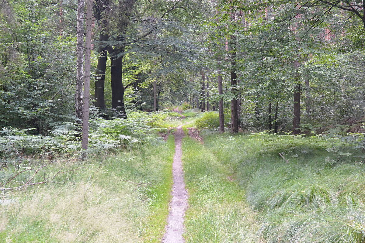 Quiet forest